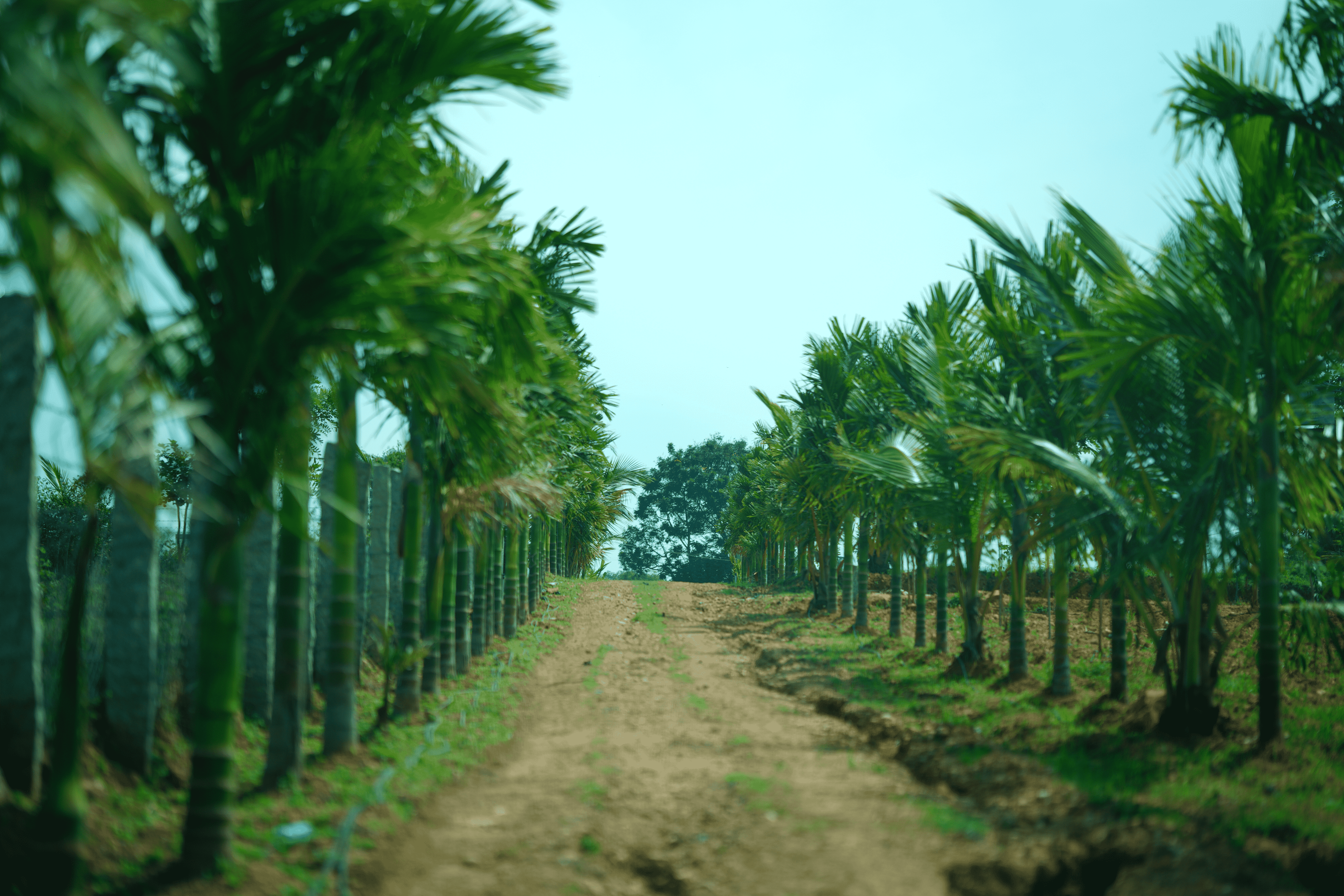 Sangama-Eco-Farms-image-10